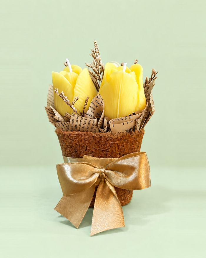 Yellow White Tulips in a Pot (3tulips)