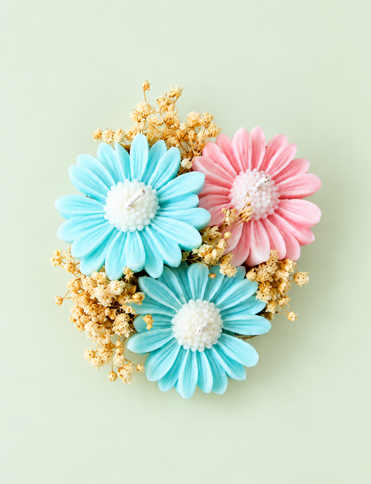 Blue and Pink Candle Daisies 3 pcs in a Pot