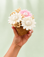 White and Pink Candle Daisies 3 pcs in a Pot